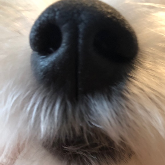 Meet your Posher, Sharlene - Picture 1 of 1